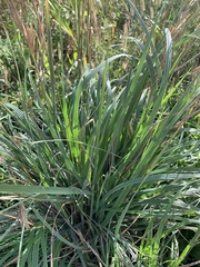 Dactylis glomerata