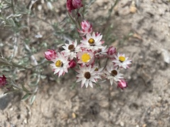 Achyranthemum paniculatum