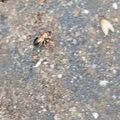 Stenolophus teutonus