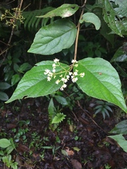 Viburnum hartwegii