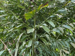 Caryota mitis
