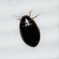 Thermonectus basillaris basillaris
