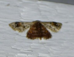 Idaea asceta