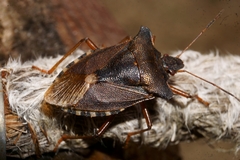 Pentatoma rufipes