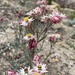 Achyranthemum paniculatum - Photo (c) renatakruyswijk，保留部份權利CC BY-NC