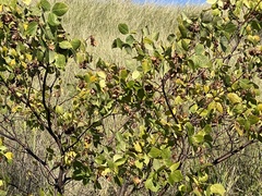 Ptelea trifoliata