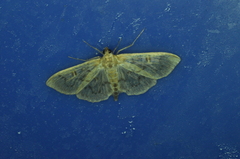 Herpetogramma aquilonalis