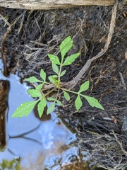 Bidens frondosa