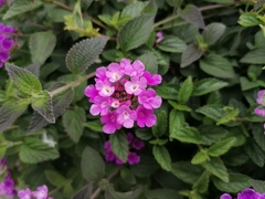 Lantana montevidensis