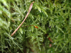 Kindbergia praelonga