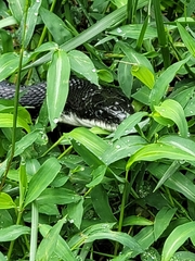 Pantherophis alleghaniensis