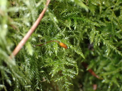 Kindbergia praelonga
