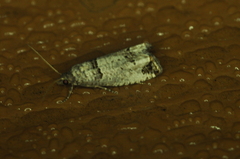 Notocelia culminana