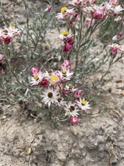Achyranthemum paniculatum