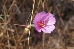 Clarkia rubicunda