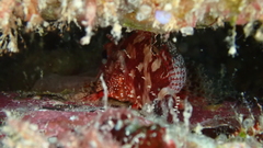 Scorpaena maderensis