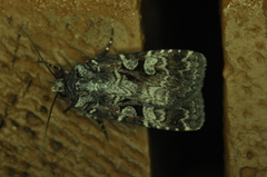 Feltia geniculata