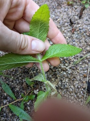 Eupatorium perfoliatum