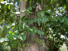 Pterocarpus indicus
