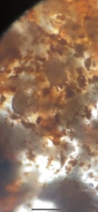 Otodectes cynotis