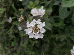 Lantana
