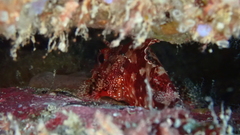 Scorpaena maderensis