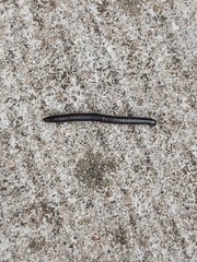 Tachypodoiulus niger