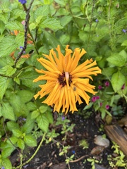 Gaillardia aristata