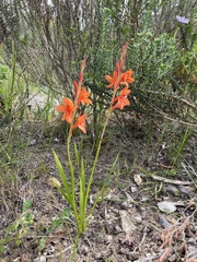 Watsonia schlechteri