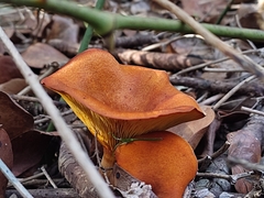 Omphalotus olearius