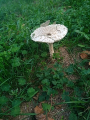 Saproamanita vittadinii