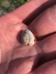 Helicigona lapicida