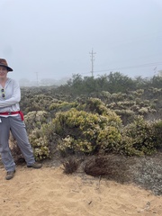 Ericameria ericoides