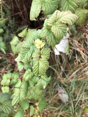 Rubus idaeus