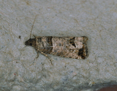 Notocelia culminana