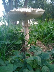 Saproamanita vittadinii