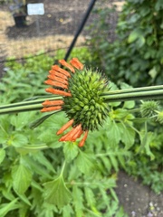 Leonotis nepetifolia