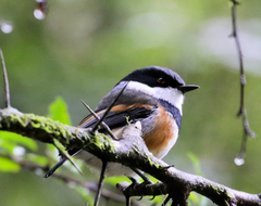 Batis capensis hollidayi