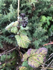 Rubus idaeus