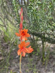 Watsonia schlechteri