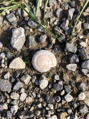 Helicigona lapicida