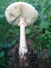 Saproamanita vittadinii