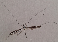 Tipulomorpha