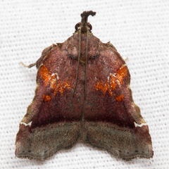 Clydonopteron sacculana