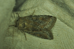 Lacinipolia meditata