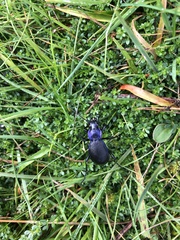 Carabus problematicus