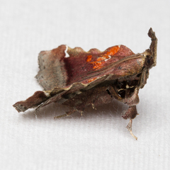 Clydonopteron sacculana