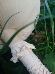 Saproamanita vittadinii