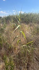 Phragmites australis