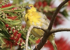 Ploceus